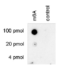 Anti-m6A | N6-methyladenosine (monoclonal Antibody)